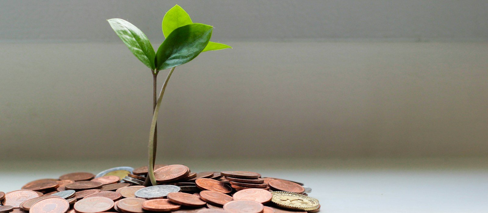 A plant growing from coins, representing long-term investment growth